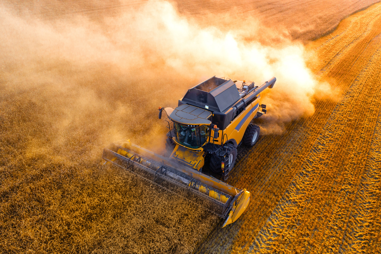 harvester harvests wheat