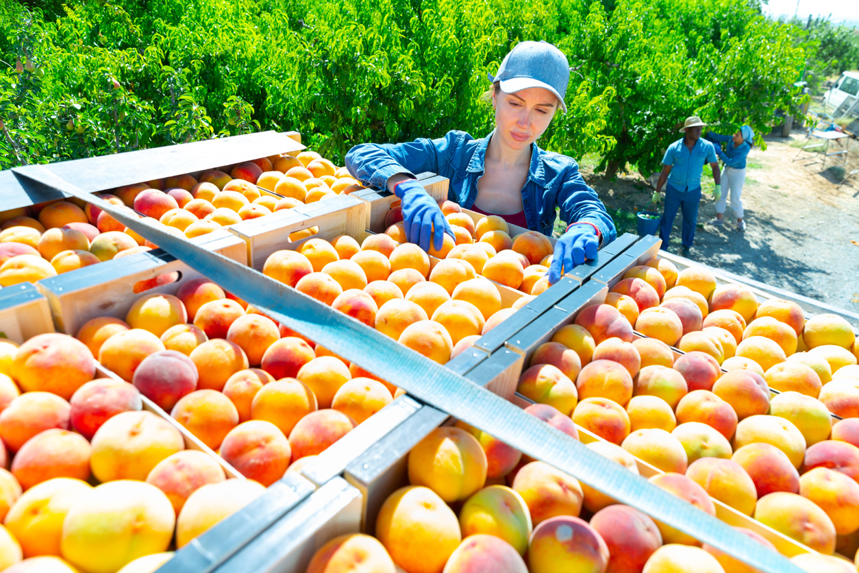 teen girl working in an orchard